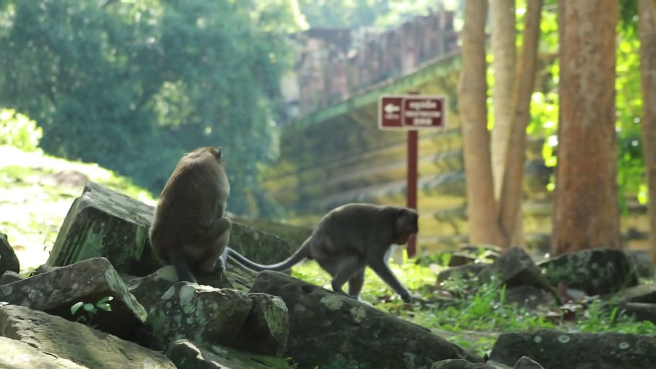 Monkey Tom  and  Yamasaki  Walking  Follow  Meet  Spring  / MA-D.772
