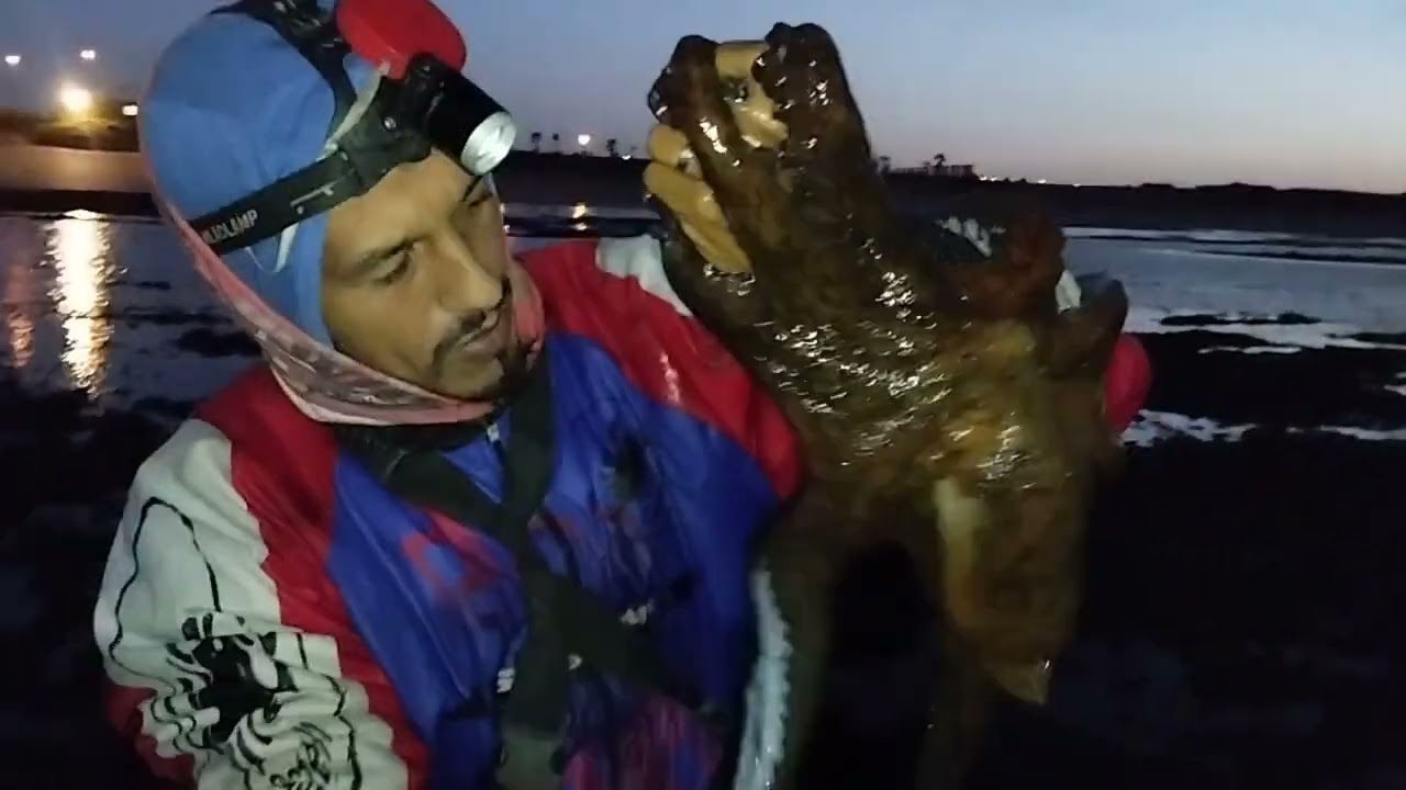 أكبر روطالة🐙🐙🐙هاد الموسم اللهم بارك 4,20kg