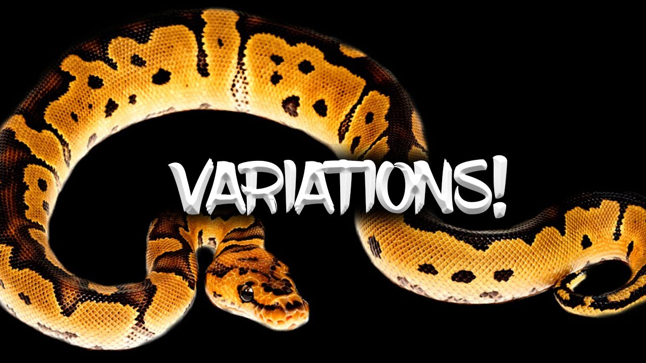 Variations in Ball Python Morphs!