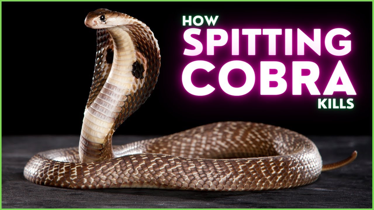 How Spitting Cobra 