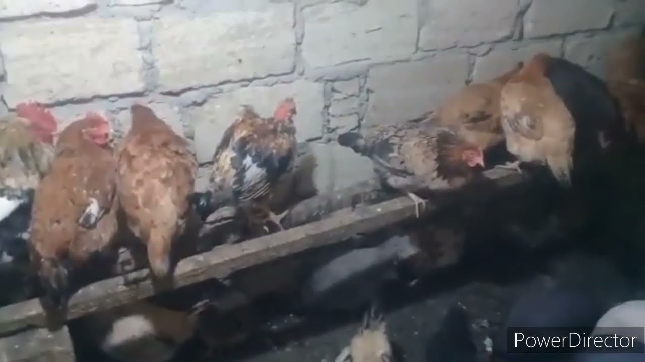 QIŞ AYLARINDA NE ETMEK LAZIMDIR TOYUQLAR YUMURTASIN ❗