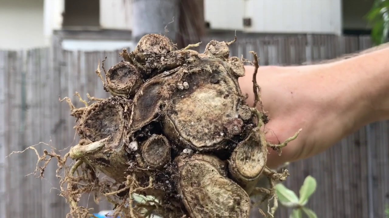 Adenium Bonsai Root Training Tips - The Bonsai Supply