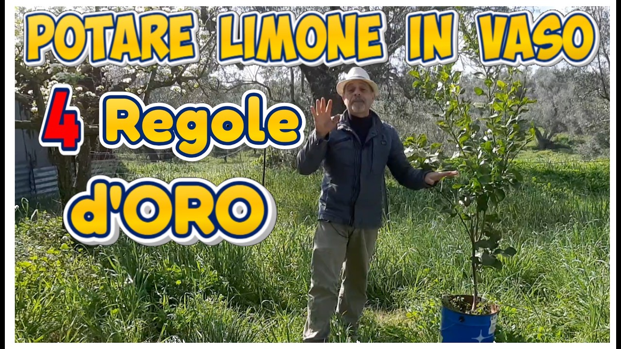 Potare il Limone in Vaso: le 4 REGOLE D'ORO