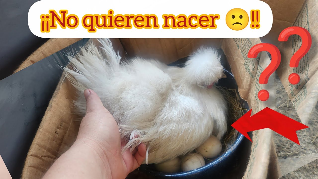 ¿¿Qué esta pasando??¡¡Mis pollitos no quieren nacer 😔!! #eclosión #granja #brahma #vivencias 