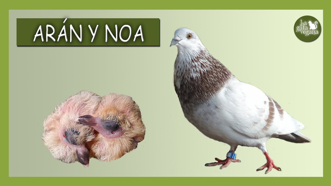 LA HISTORIA DE LAS PALOMAS ARÁN Y NOA | EVOLUCIÓN DESDE EL HUEVO A ADULTA DE DOS PICHONES
