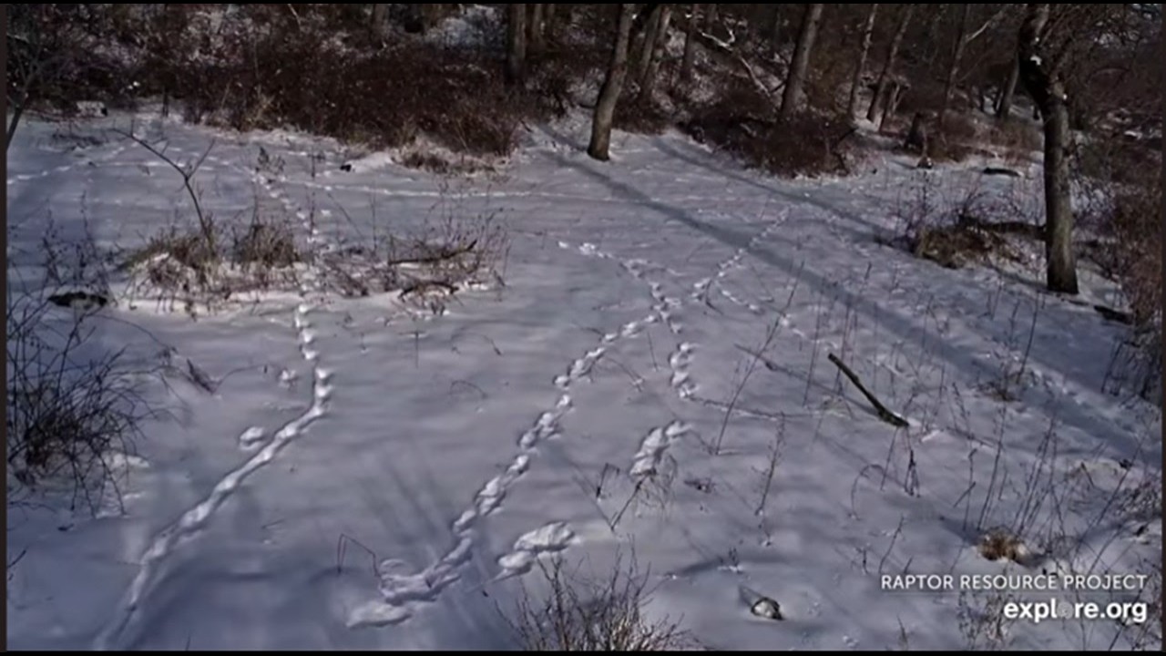 Decorah North Nest:  Mr. North has disappeared day 3🙏 --2026 02 27