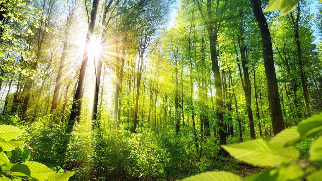 Relaxing Music for Stress Relief. Calm Celtic Music for Meditation, Healing Therapy, Sleep, Yoga