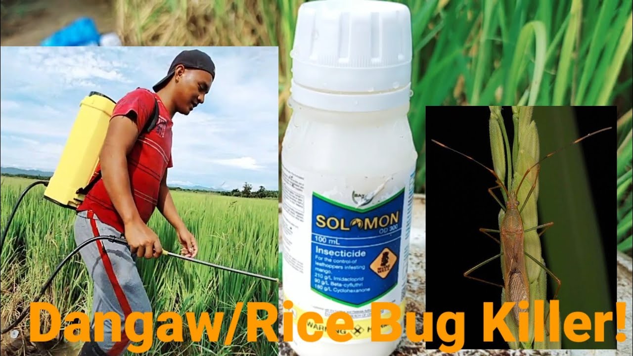 #Solomon lng pala Ang kayang pumatay ng |Dangaw/Rice Bug at iba pang lumilipad na insecto!