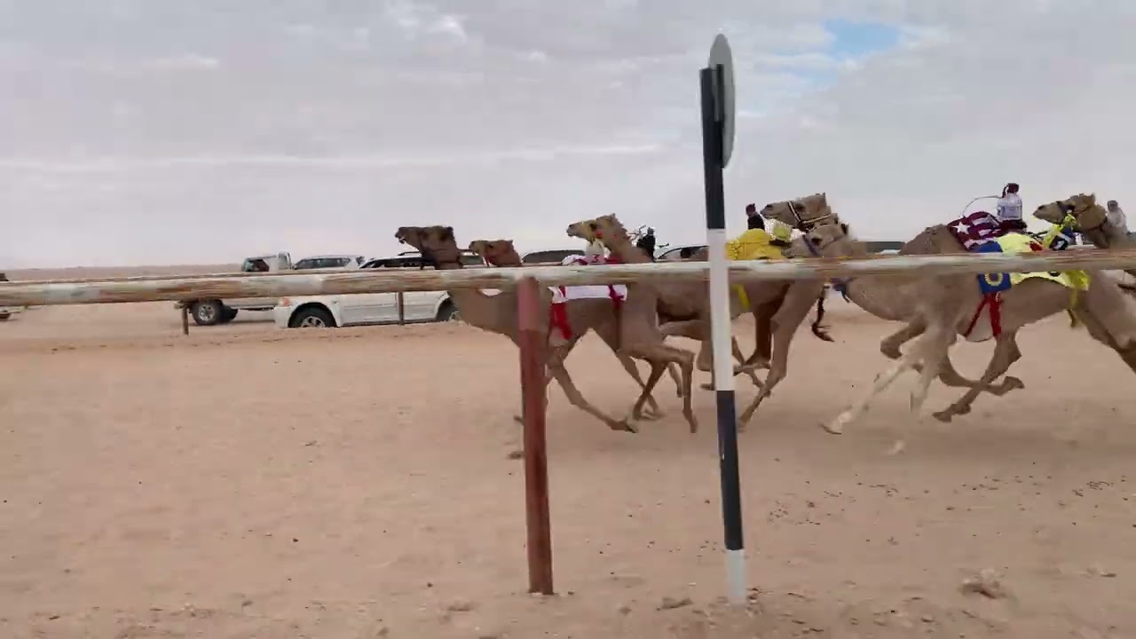 الشوط 1 الشبله / علي محمد العمشري 