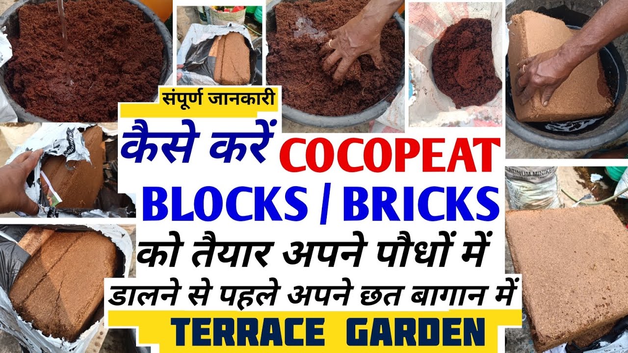 COCOPEAT BLOCKS/BRICKS को कैसे करें तैयार अपने पौधों में डालने से पहले । Modern Farming On Rooftop