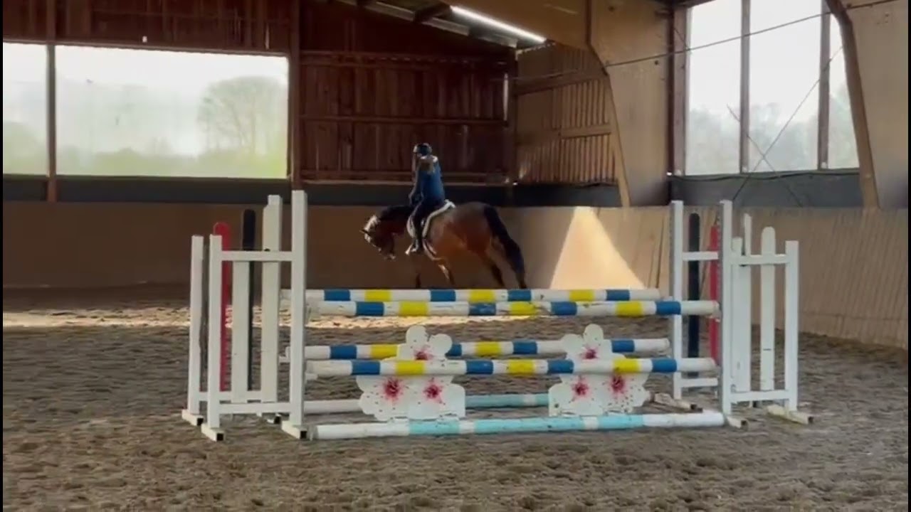 Chelsea // Show Jumper, Hunter // Casalinos // 2021 // Mare