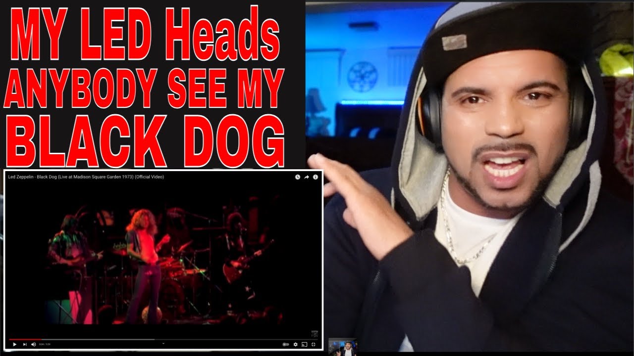 Led Zeppelin REACTION -BLACK Dog HIP HOP REACTOR reacts to Led Zeppelin