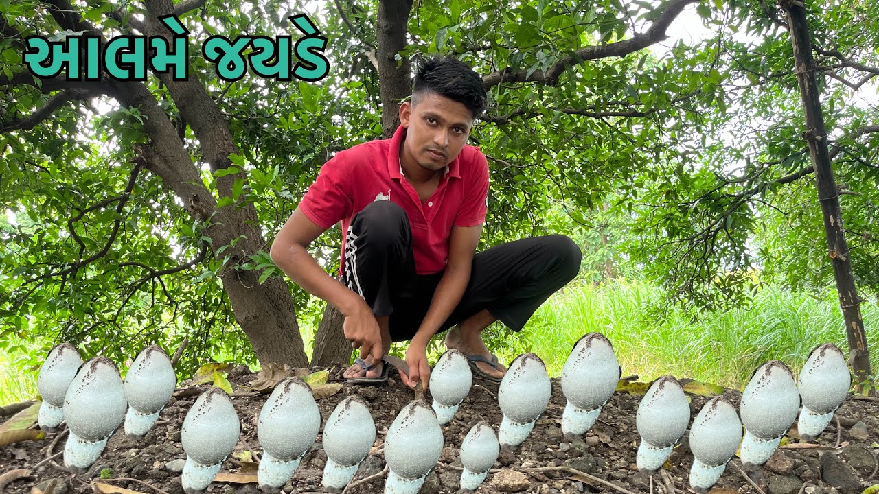 Mashroom Mali Giya Jungal Ma | New Chaudhari Vlog Birju Vlogs