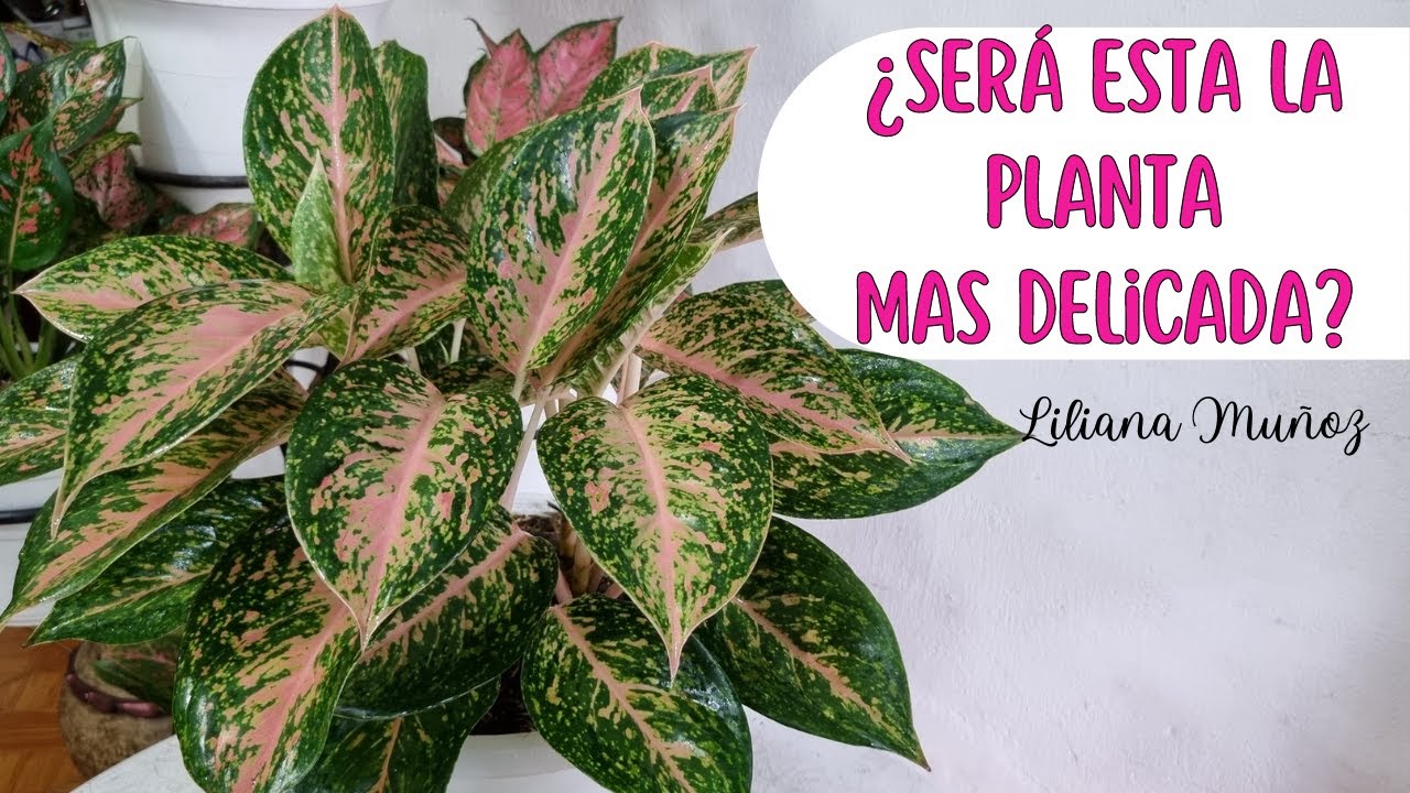 SERÁ ESTA LA AGLAONEMA MAS DELICADA? / Liliana Muñoz