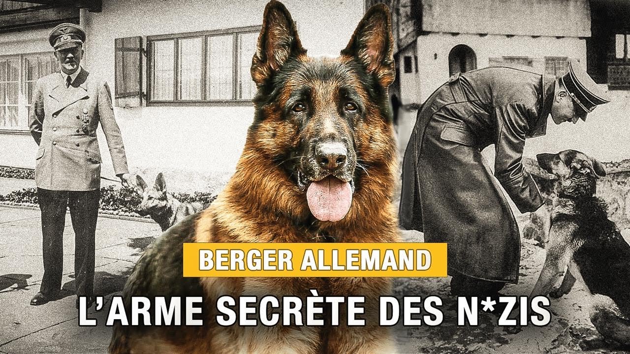 Berger Allemand : L'Arme Secrète Des N*ZIS