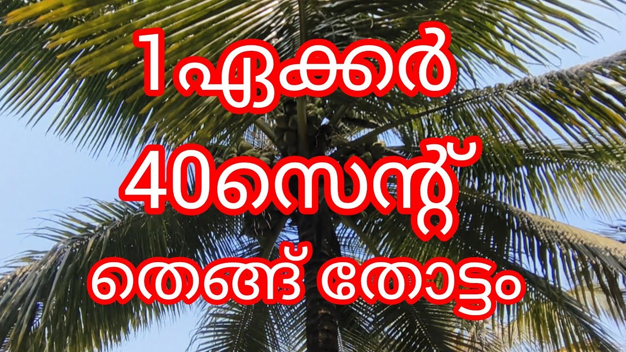 തെങ്ങ് 1.40ഏക്കർ സ്ഥലം +വീട് =80ലക്ഷം 