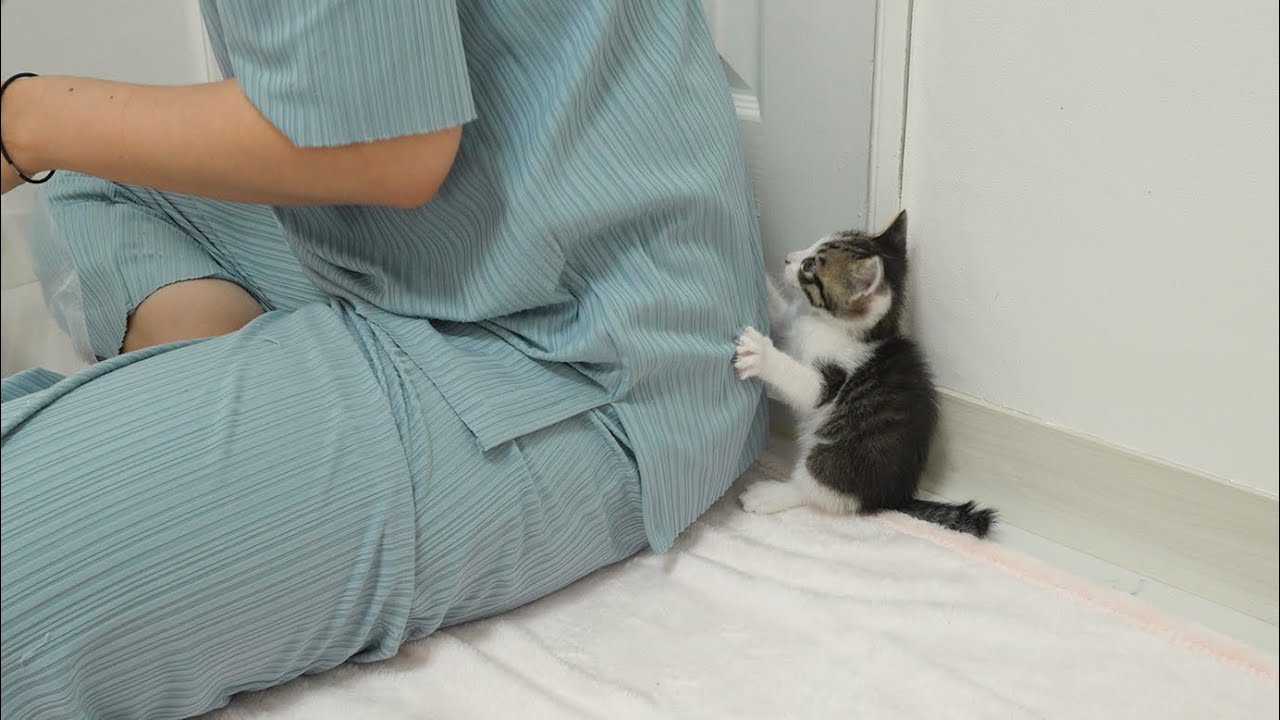 A Baby Kitten Wants To Help Humans When They Work
