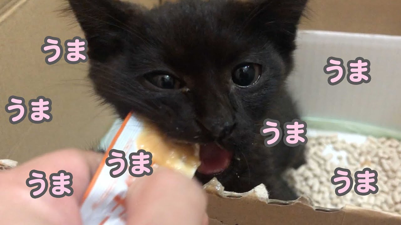 餓死寸前の子猫がちゅーるを食べると「うまい!!」としゃべります…