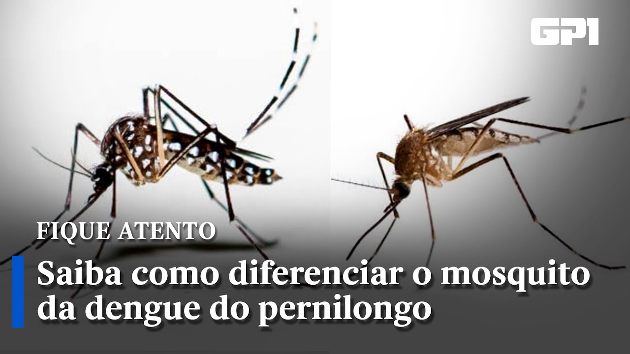 Saiba como diferenciar o mosquito da dengue e o pernilongo