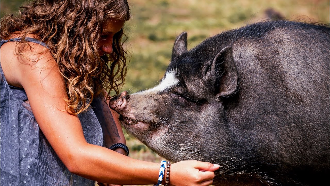 Happy Hooves: A Step-by-Step Guide To Trimming Pig Hooves