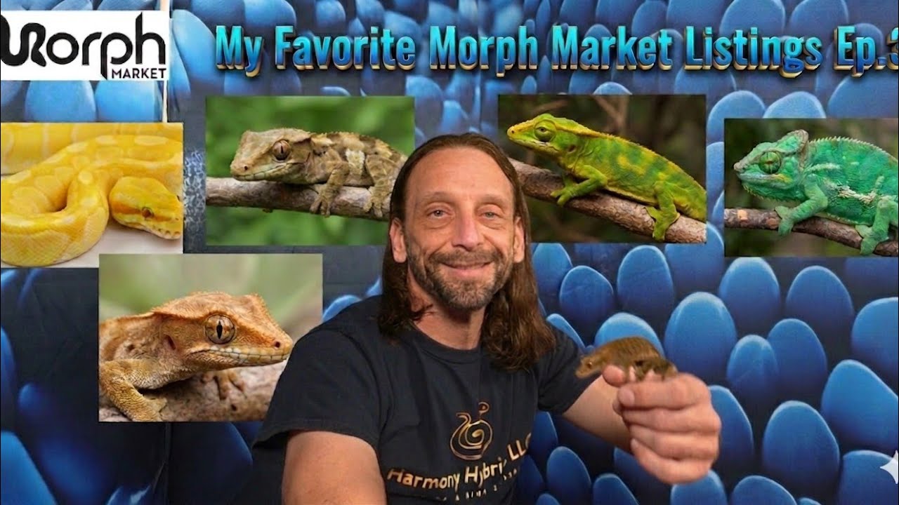 Favorite Morph Market Listings Ep 3