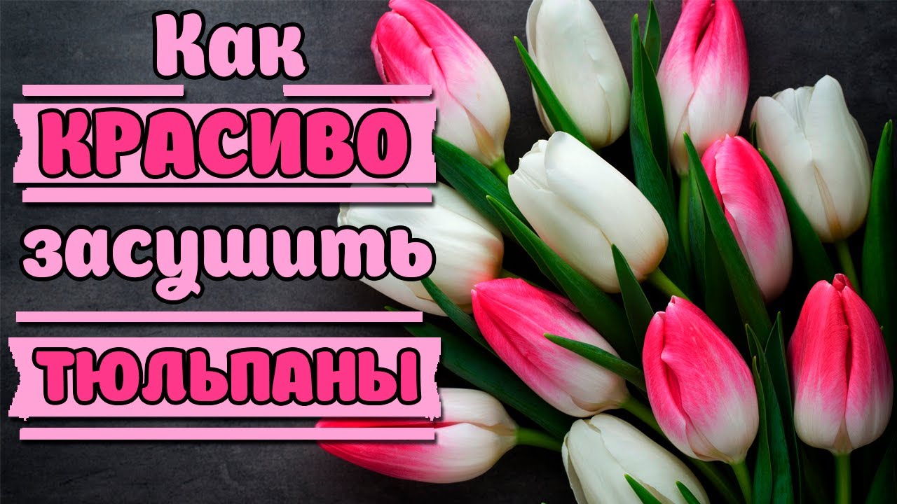 Как засушить цветы красиво?Тюльпаны плоская сушка в книге.