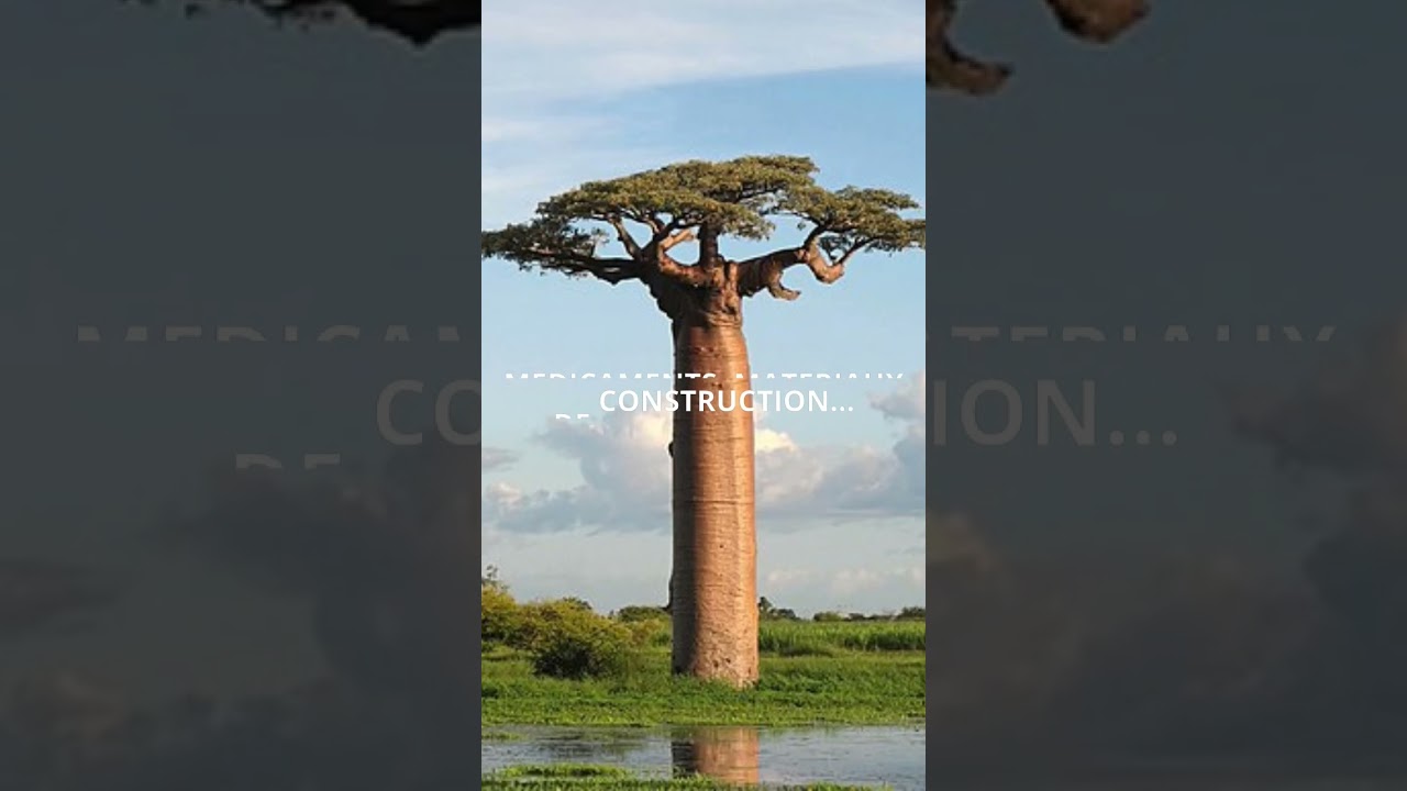 Le Baobab l'arbre de vie . #qlisr #baobab #madagascar #oceanindien #voyage #voyageurs #travel