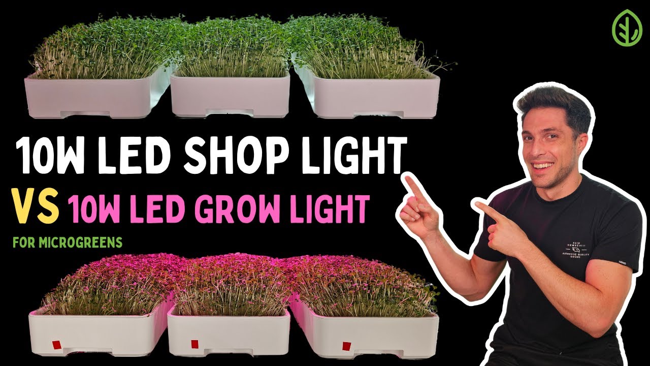 Microgreen Lighting: 10W Shop Light vs. 10W Grow Light for Broccoli Microgreens | On The Grow