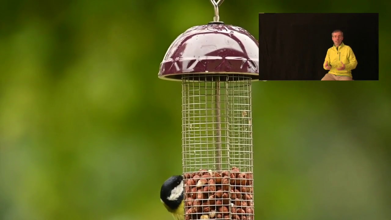 #birdgarden Quale mangiatoia scegliere per il birdgarden ?