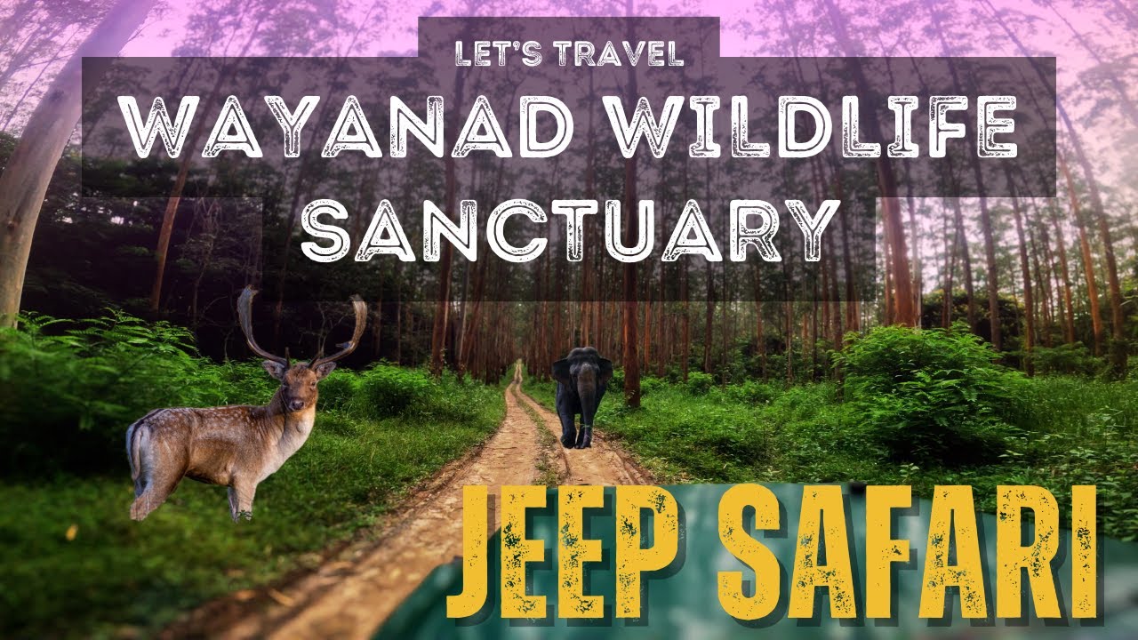 WAYANAD WILDLIFE SANCTUARY || WAYANAD || KERALA #kerala #wildlifesanctuary #wayanad #kiranreddy_743