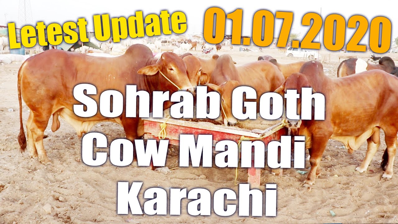 Letest Update Sohrab Goth Cow Mandi  1 july 2020 By Out Vines