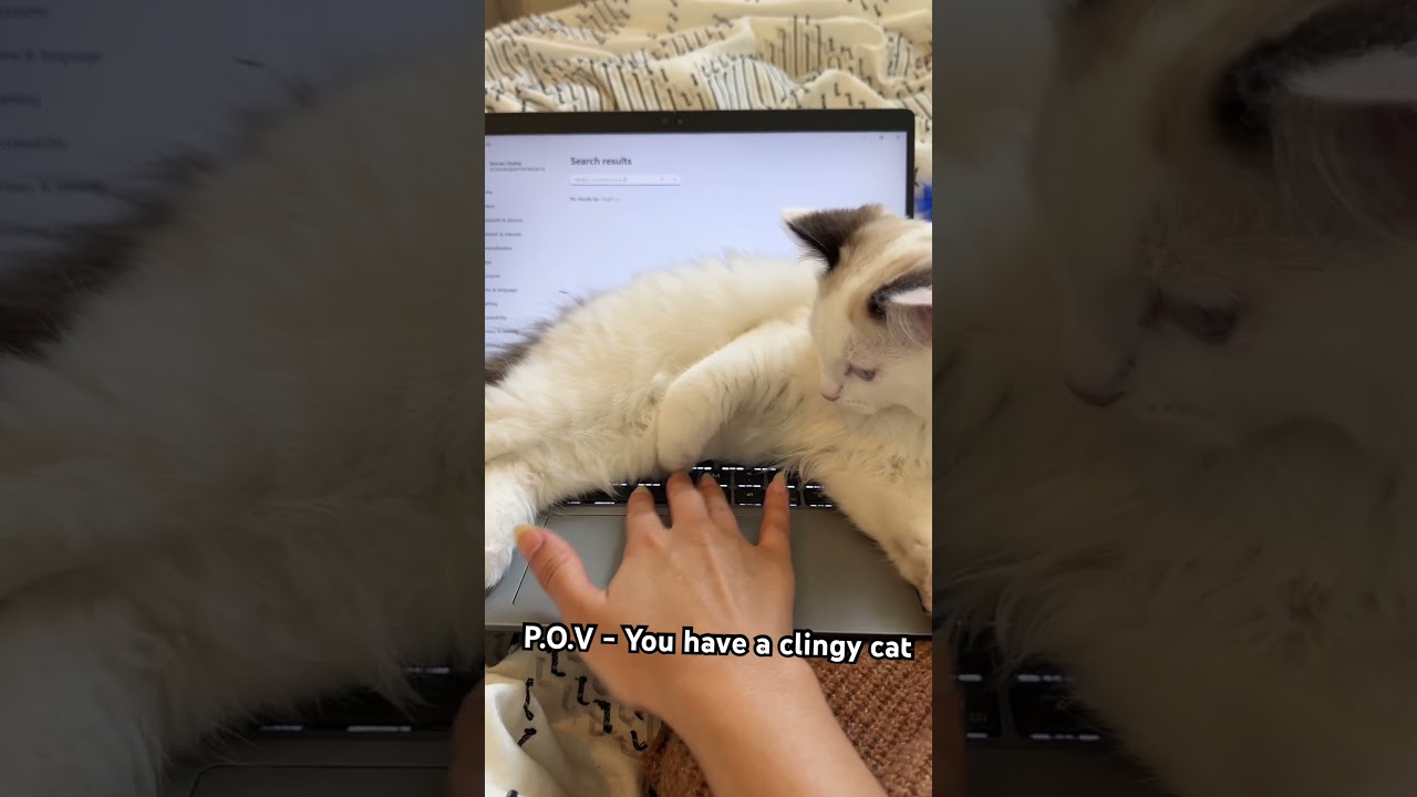 Living with a Clingy cat.  
