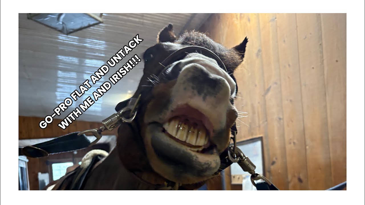 GO-PRO FLAT AND UNTACK WITH ME AND IRISH!!! #gopro #vlog #horseriding #fyp #relatable #horseback 