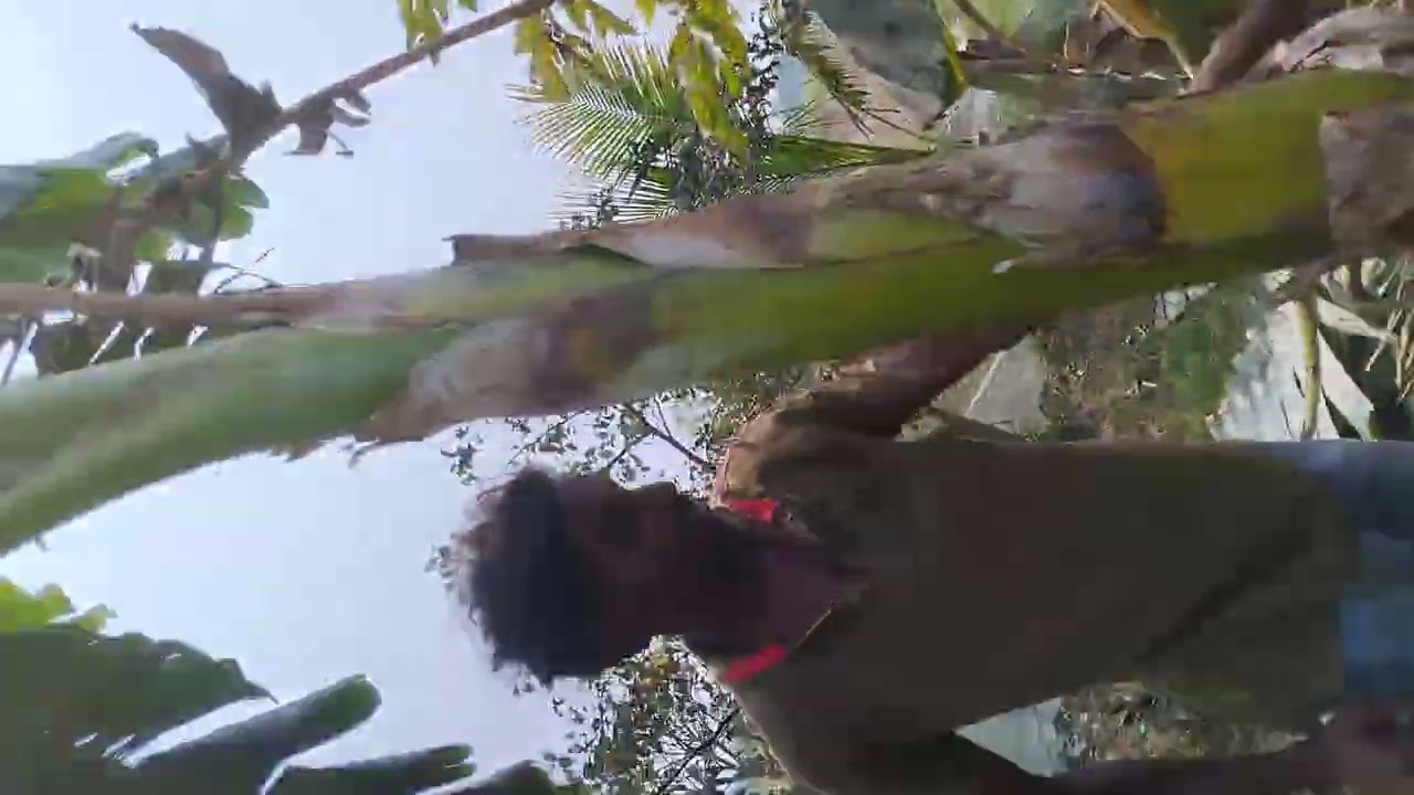 কলা ধানের তুলনায় ১.৫ গুন লাভ জনক ব্যবসা