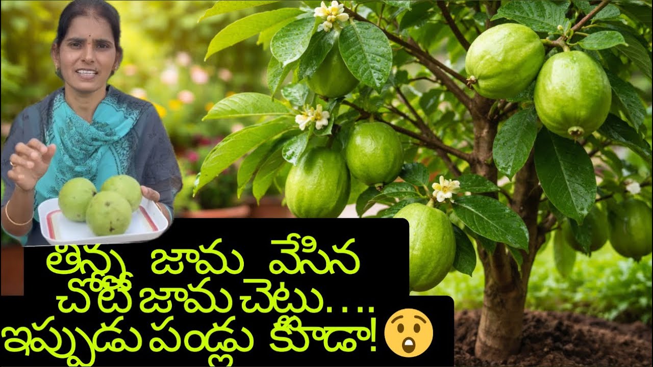 ఇంట్లో పెంచిన జామ చెట్టు | Home Garden Guava Plant Growth & Care