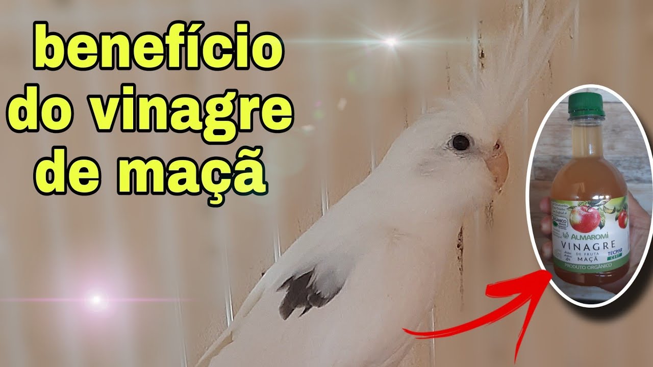 POSSO DA VINAGRE DE MAÇÃ PARA MINHAS CALOPSITAS.