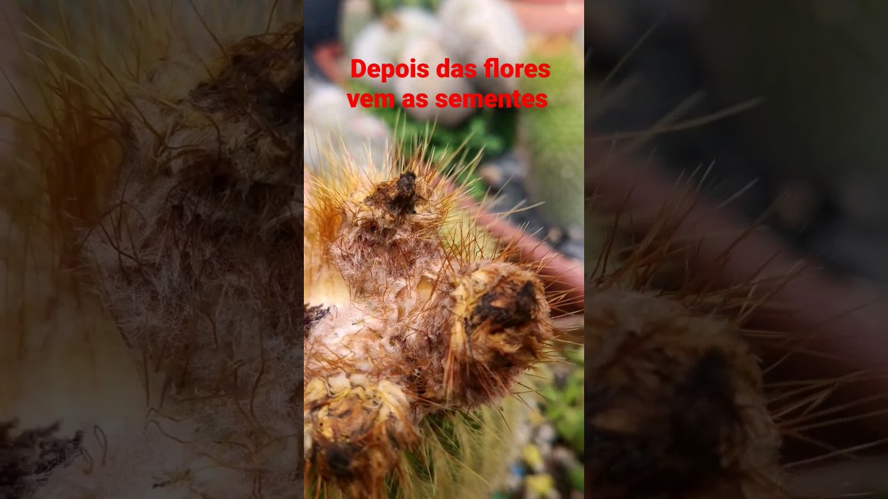 #cactoseplantassuculentas, colhendo sementes de Cactos 🙌🙌