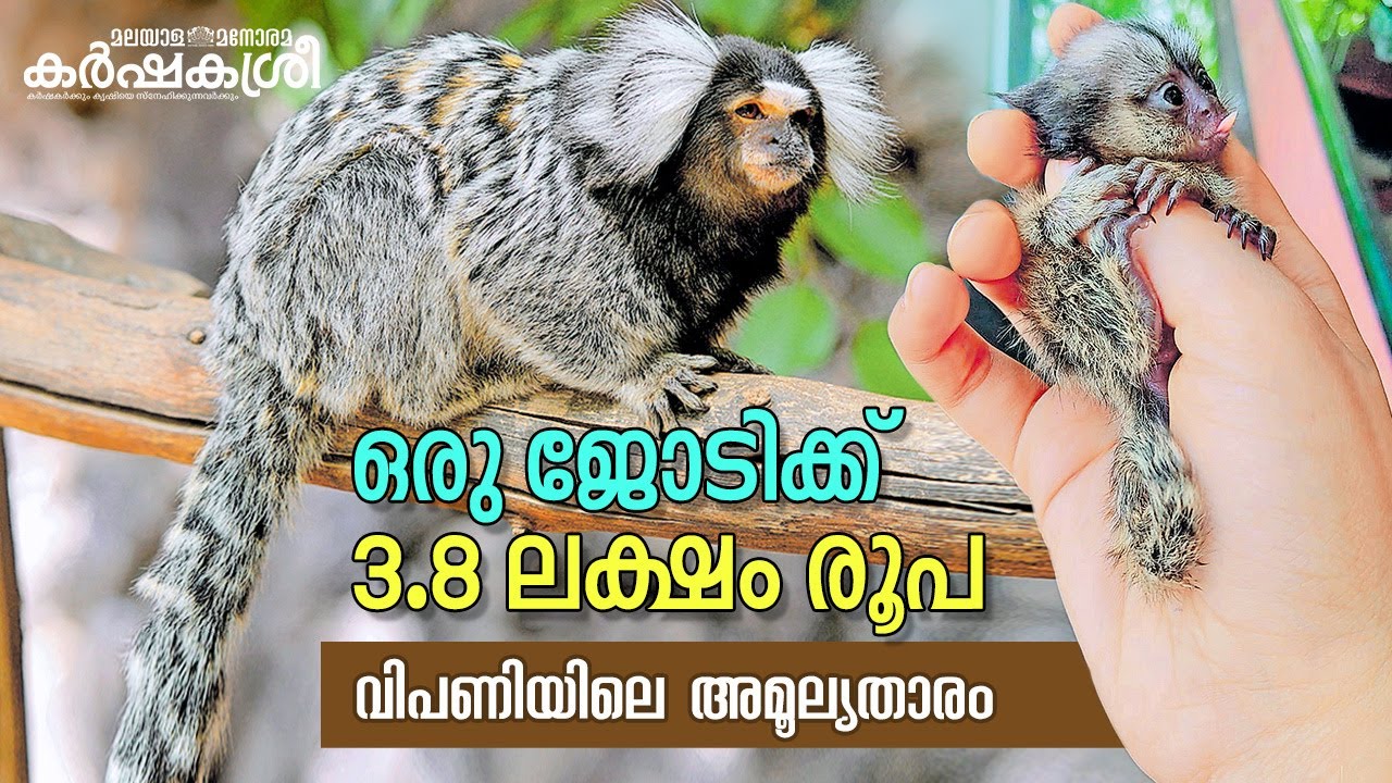 ഒരു ജോടിക്ക് 3.8 ലക്ഷം രൂപയുള്ള കുരങ്ങിനം ​| Karshakasree | Marmoset Monkey | Pets
