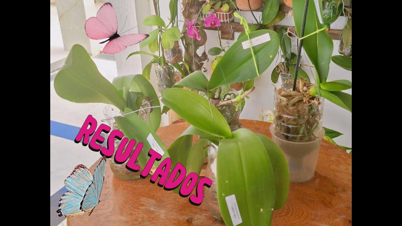 Resultados das Phalaenopsis