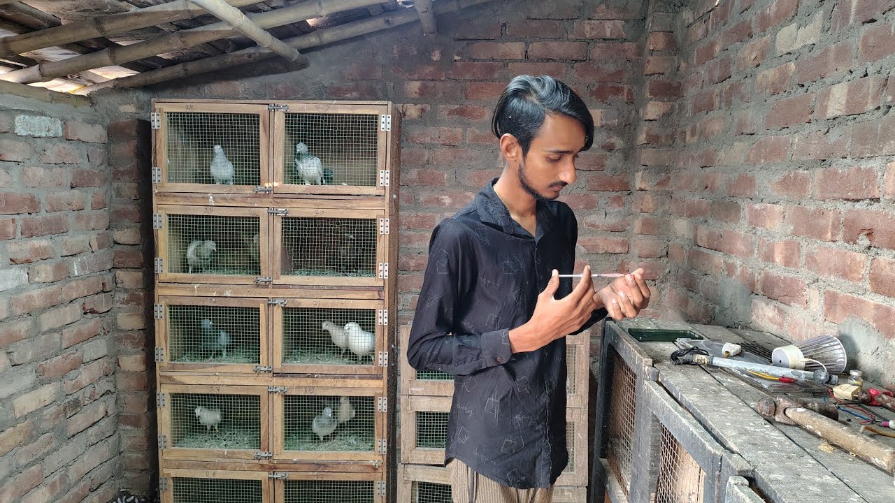 বাজে  পায়রাকে attack 🦅 করেছে । আমাদের পায়রার চিকিৎসার যন্ত্রপাতি। 