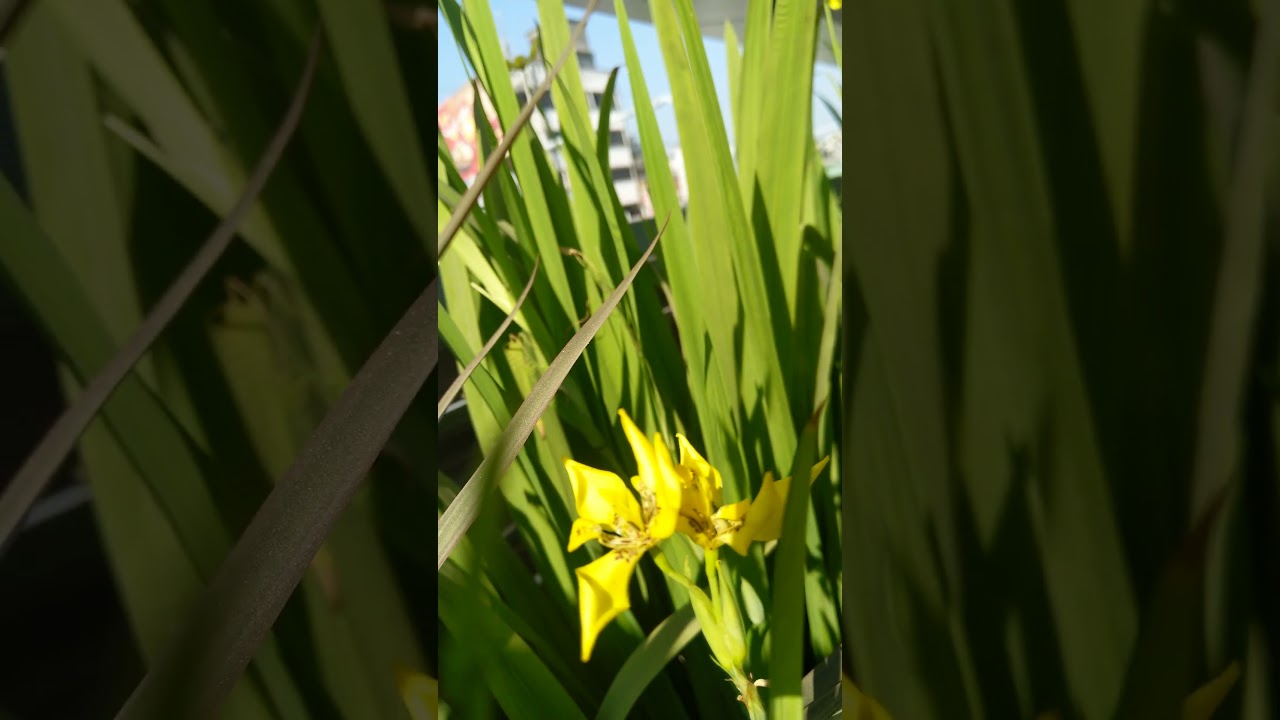 Office roof garden flower photo | 