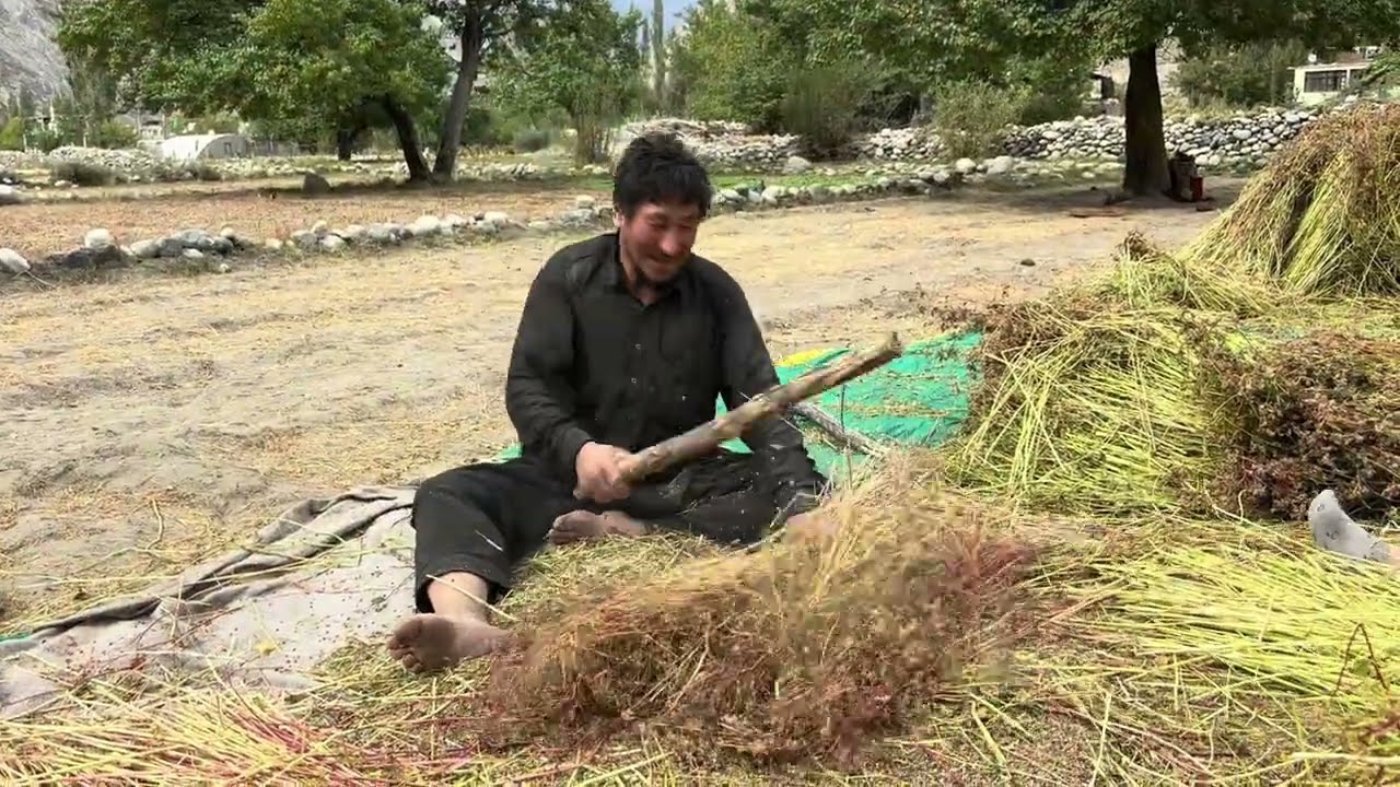 From Fields to Plates: The Journey of Buckwheat in Turtuk | #Ladakh #Baltistan #Mountains