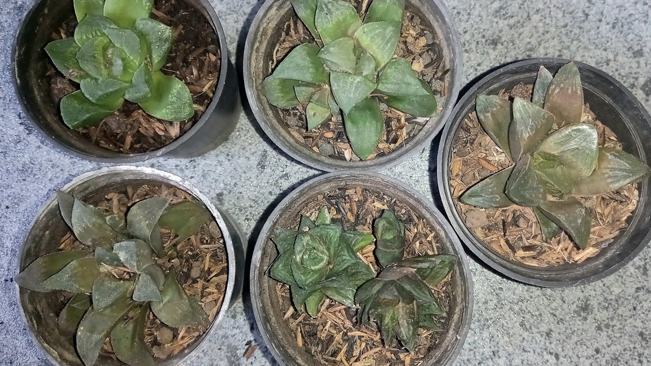 Unboxing Haworthia🪴