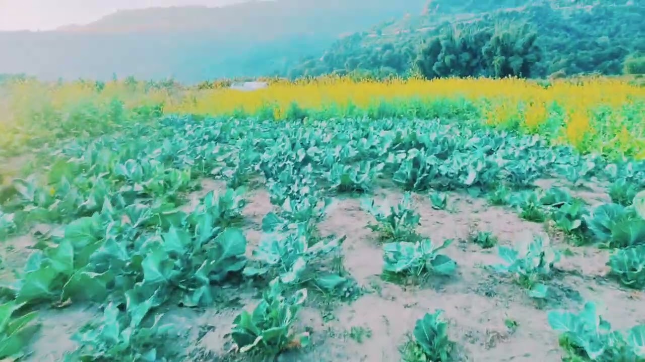 Agricultural Farm Owned by My Sister, Sede, Papu Valley, Pakke Kessang District  Arunachal Pradesh