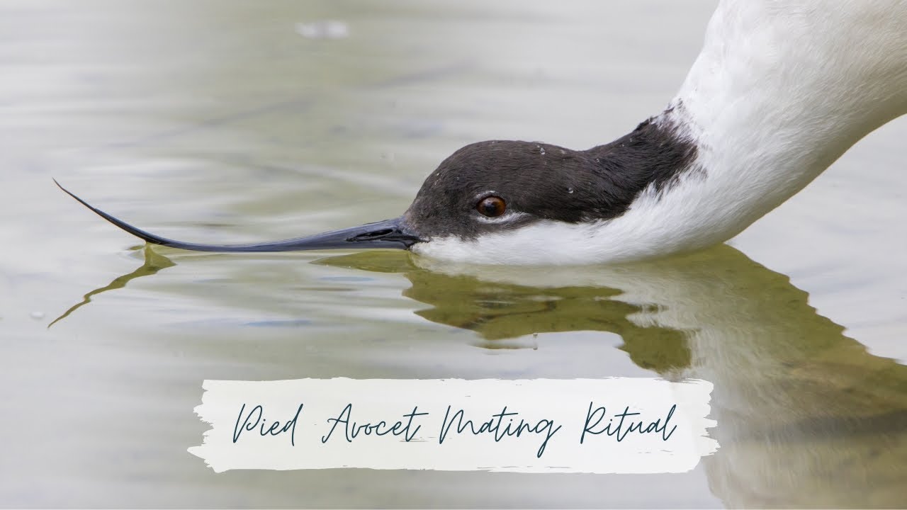 PIED AVOCET | MATING RITUAL | RECURVIROSTRA AVOSETTA | WWT SLIMBRIDGE, UK