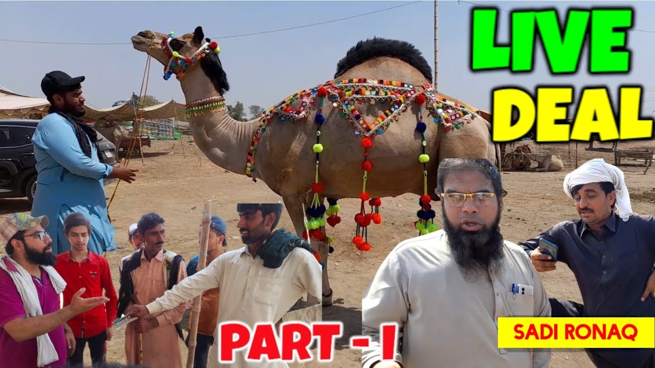Camel Live Deal | Rayyan ke camels ki Deal | Part 1 | Camel Mandi 2024 | Lahore Camel Mandi 2024 |