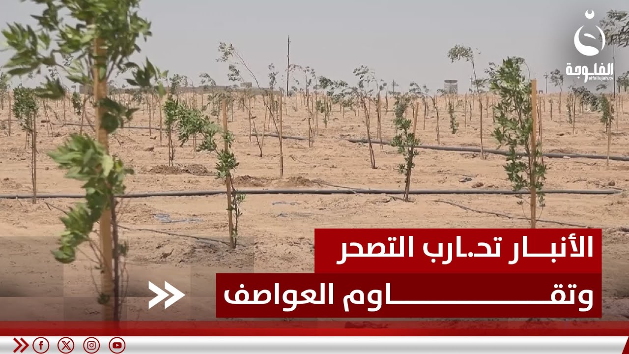 الأنبار تحـ.ـارب التصحر بحزام أخضر يغسل رئة الرمادي ويقاوم العواصف | تقرير: إدريس يحيى
