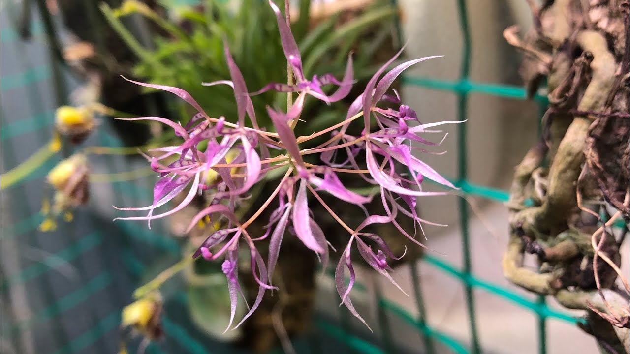 Macroclinium manabinum / Макроклиниум манабинум мини-орхидея