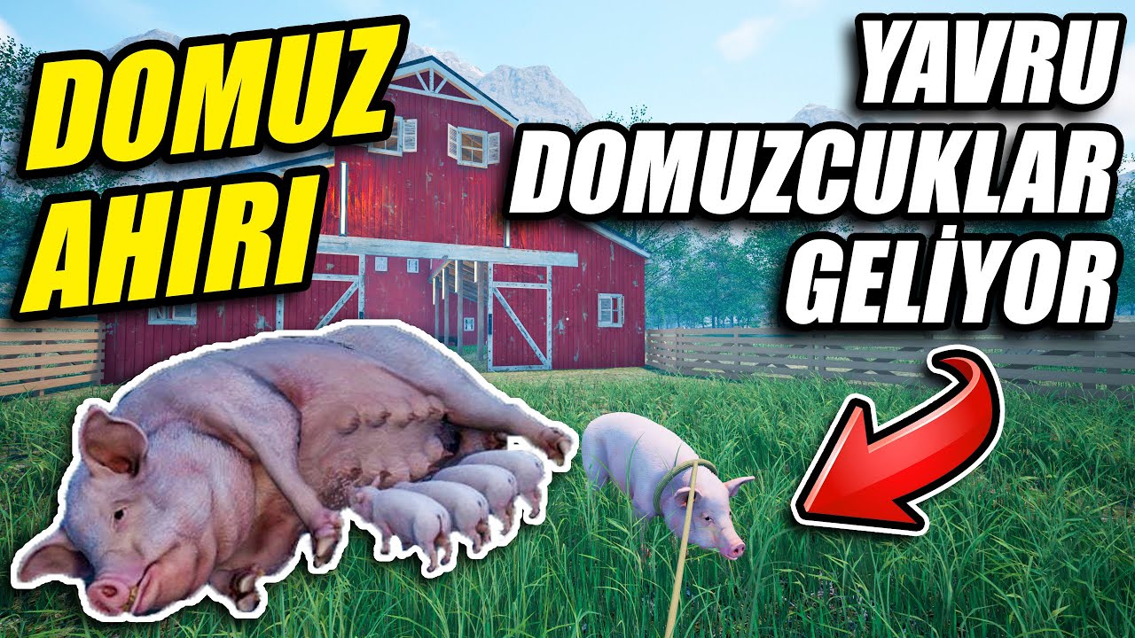 YENİ DOMUZ AHIRI KURUYORUZ // GELSİN YAVRU DOMUZCUKLAR🤣 | RANCH SIMULATOR !!