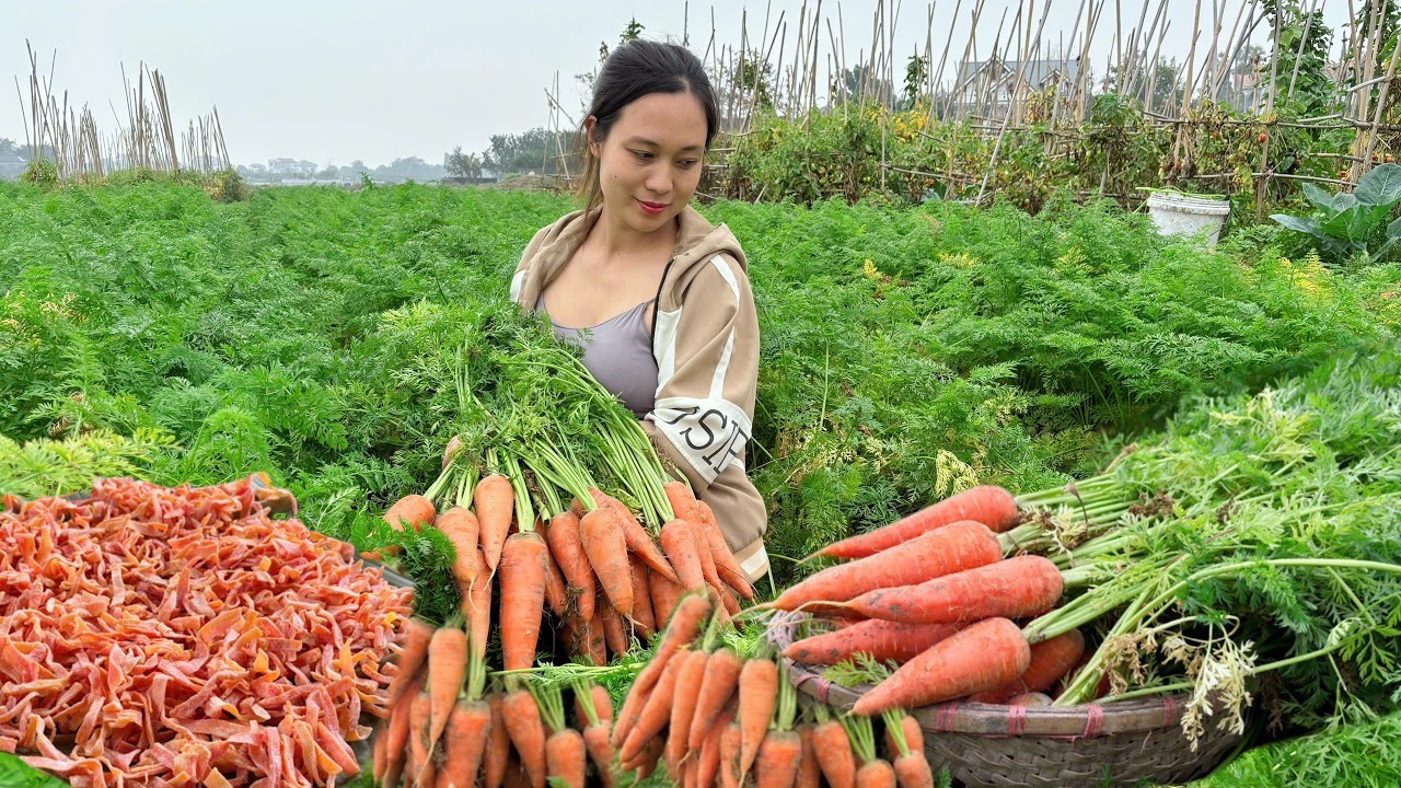 Rural life. We gather red carrots to make jam in preparation for Tet (Vietnamese New Year).